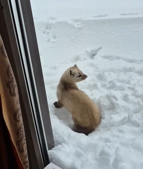 Соболиные проделки на кордоне